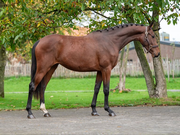 KWPN Giumenta 2 Anni 167 cm Baio in Veghel