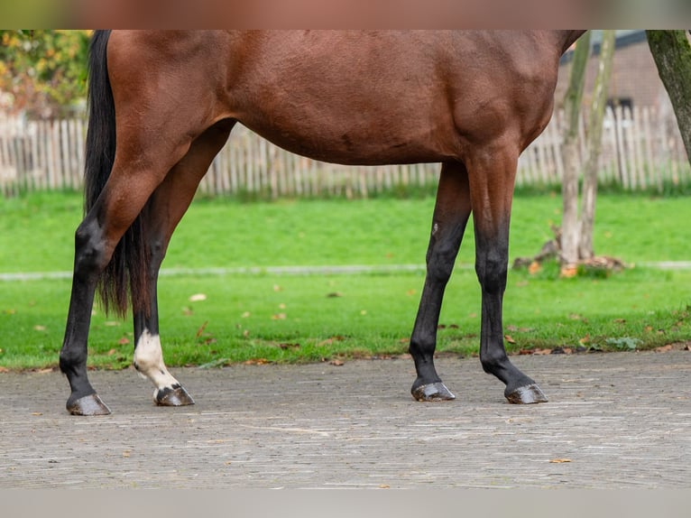 KWPN Giumenta 2 Anni 167 cm Baio in Veghel