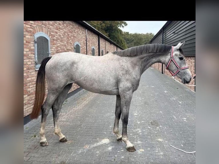 KWPN Giumenta 2 Anni 168 cm in Bekes