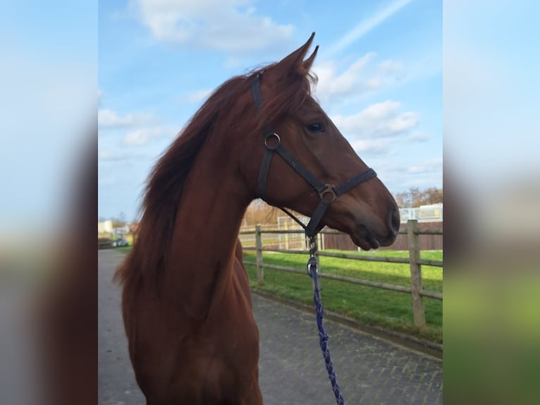KWPN Giumenta 2 Anni 169 cm Sauro scuro in Rijnsburg