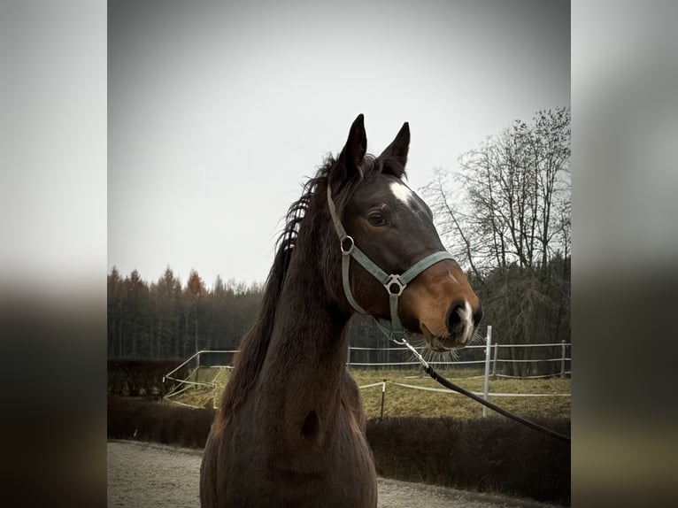 KWPN Giumenta 2 Anni 170 cm Baio in Zell an der Pram