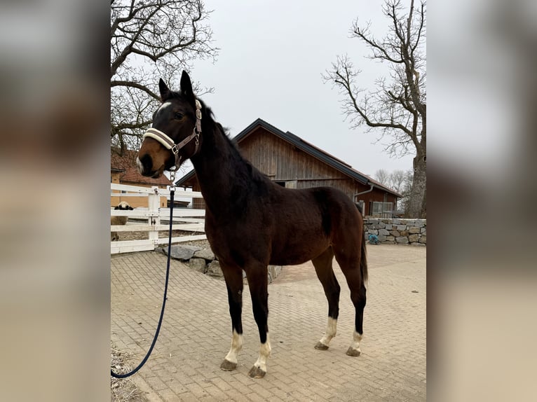 KWPN Giumenta 2 Anni 170 cm Baio in Zell an der Pram