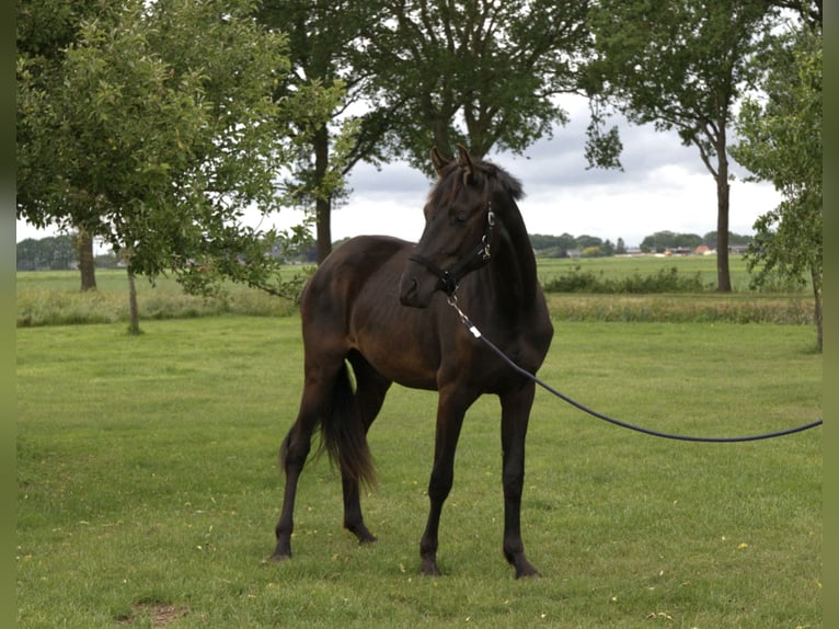 KWPN Giumenta 2 Anni 170 cm Morello in Emmer-Compascuum