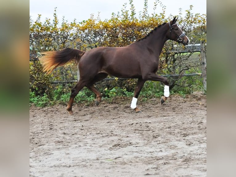 KWPN Giumenta 2 Anni 171 cm Sauro scuro in Prinsenbeek