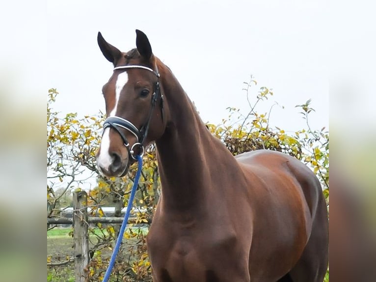 KWPN Giumenta 2 Anni 171 cm Sauro scuro in Prinsenbeek