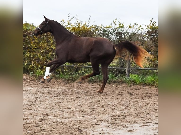 KWPN Giumenta 2 Anni 171 cm Sauro scuro in Prinsenbeek