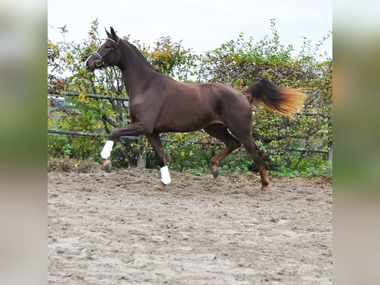 KWPN Giumenta 2 Anni 171 cm Sauro scuro in Prinsenbeek