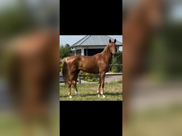 KWPN Giumenta 2 Anni 173 cm Sauro in Mijnsheerenland