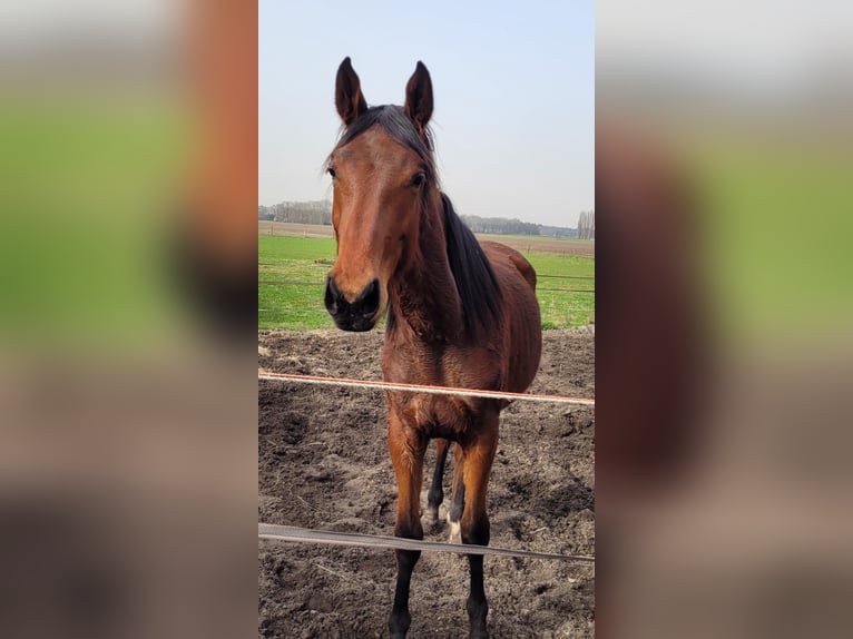 KWPN Giumenta 2 Anni 180 cm Baio in Bergen op zoom