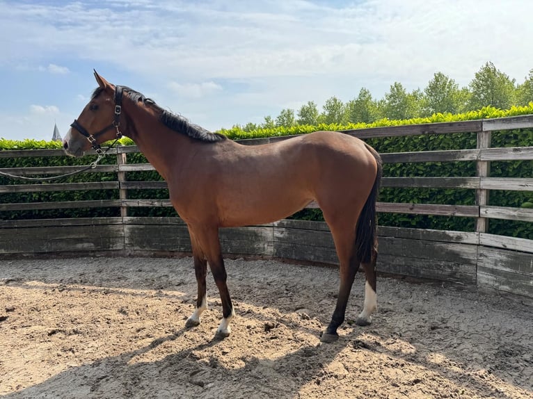 KWPN Giumenta 2 Anni Baio in Dinteloord