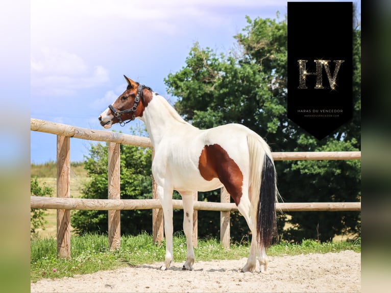 KWPN Giumenta 2 Anni Tobiano-tutti i colori in Marly-sous-Issy
