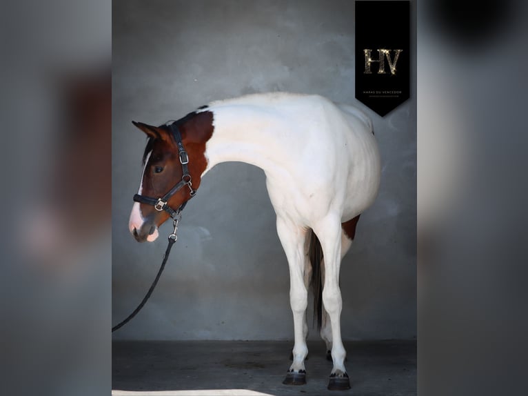 KWPN Giumenta 2 Anni Tobiano-tutti i colori in Marly-sous-Issy