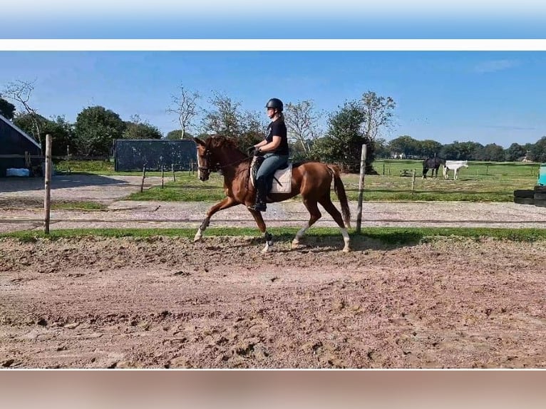 KWPN Giumenta 3 Anni 153 cm Baio chiaro in Noordlaren