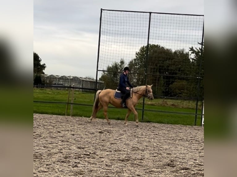 KWPN Giumenta 3 Anni 154 cm Palomino in Venlo