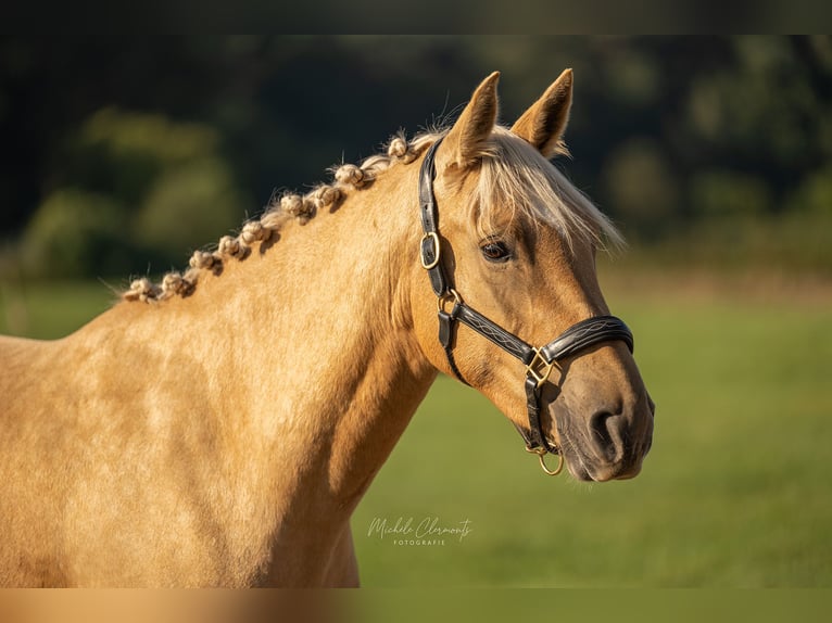 KWPN Giumenta 3 Anni 154 cm Palomino in Venlo