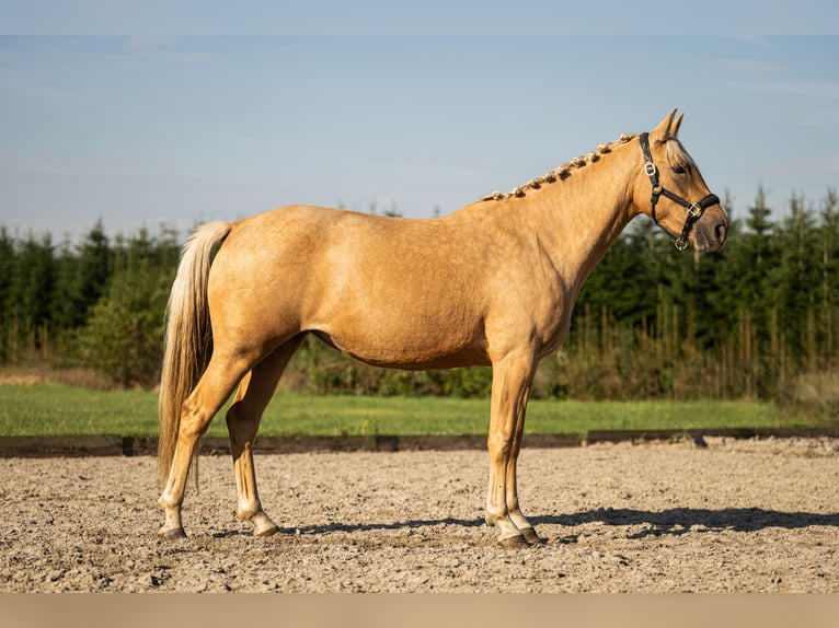 KWPN Giumenta 3 Anni 154 cm Palomino in Venlo