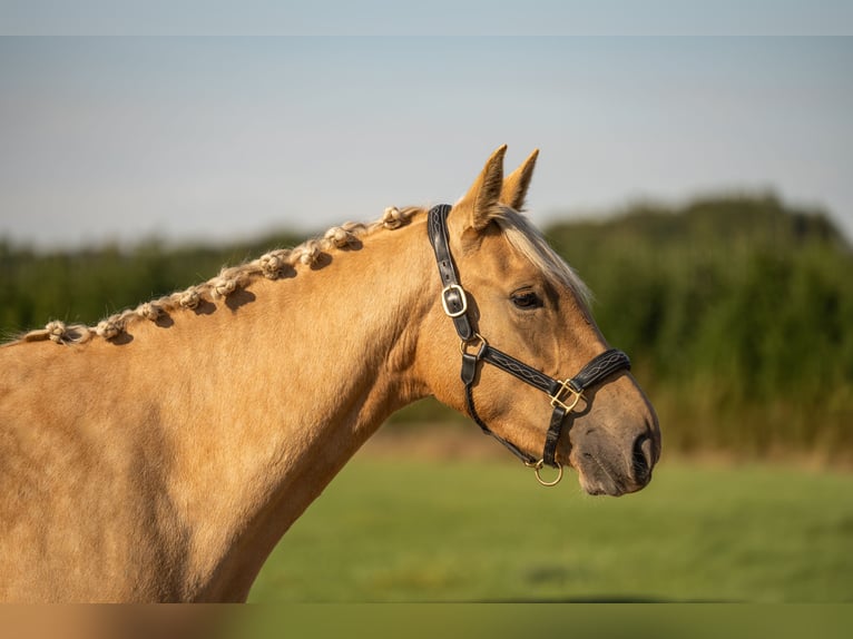 KWPN Giumenta 3 Anni 154 cm Palomino in Venlo