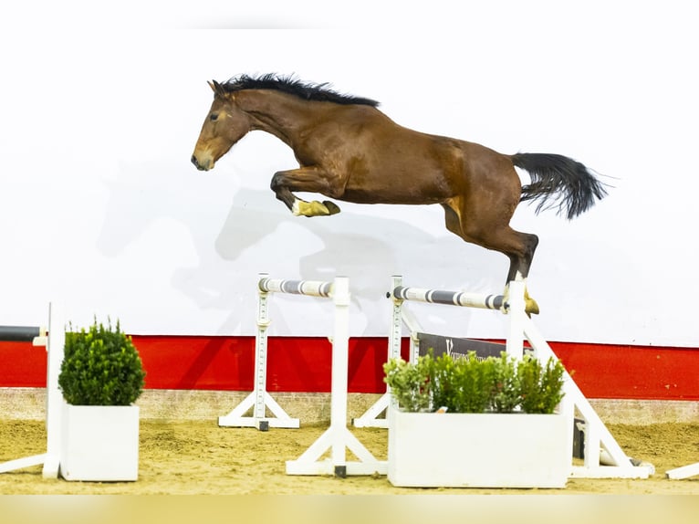 KWPN Giumenta 3 Anni 157 cm Baio in Waddinxveen