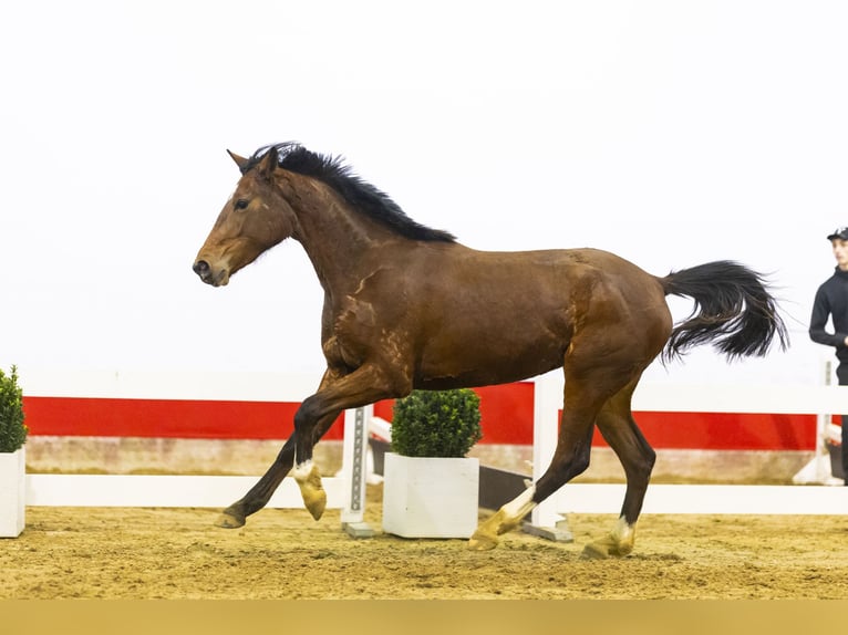 KWPN Giumenta 3 Anni 157 cm Baio in Waddinxveen