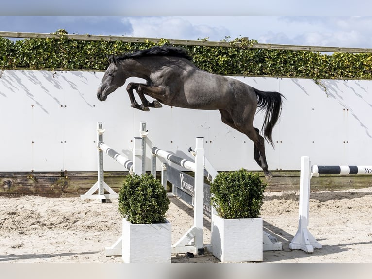 KWPN Giumenta 3 Anni 157 cm Grigio in Waddinxveen