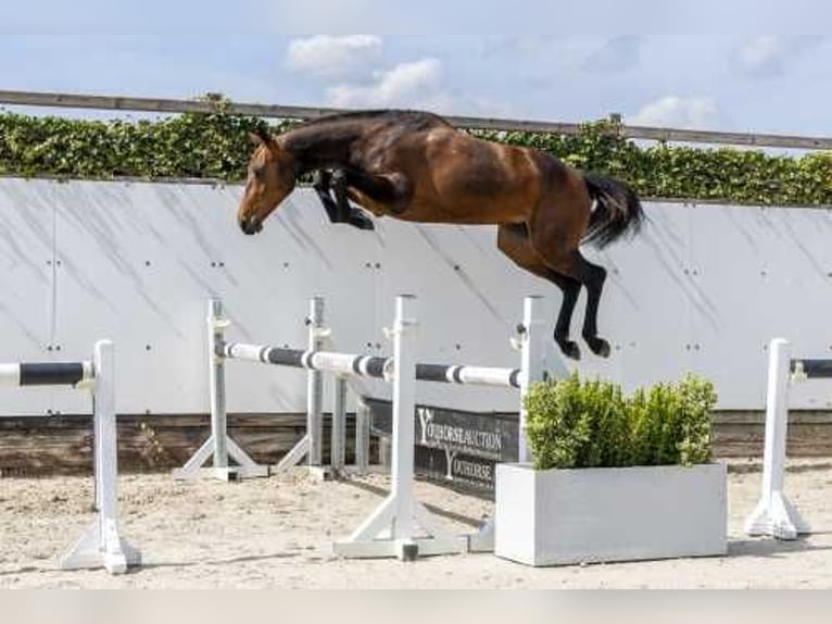KWPN Giumenta 3 Anni 158 cm Baio in Waddinxveen