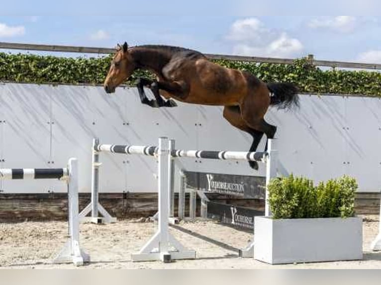 KWPN Giumenta 3 Anni 158 cm Baio in Waddinxveen