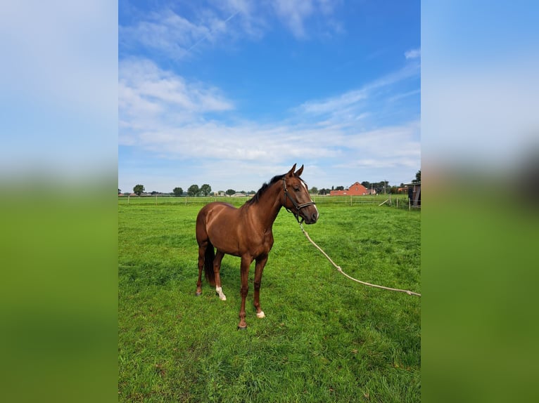 KWPN Giumenta 3 Anni 158 cm Sauro scuro in Rijkevorsel