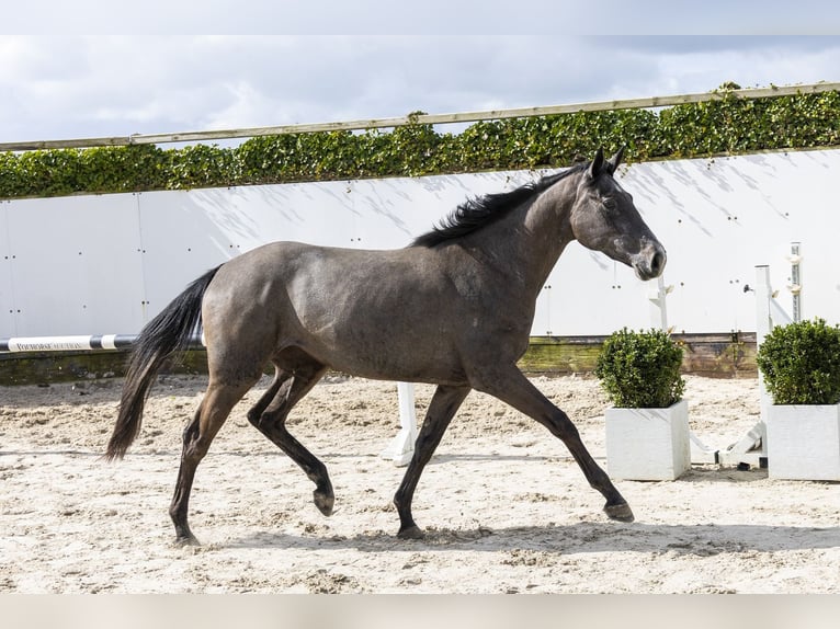 KWPN Giumenta 3 Anni 159 cm Grigio in Waddinxveen
