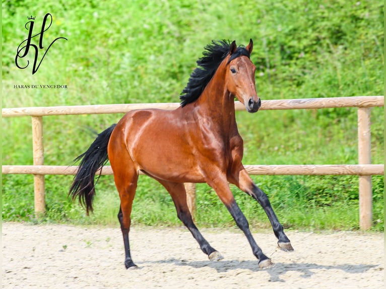 KWPN Giumenta 3 Anni 160 cm Baio in Grury