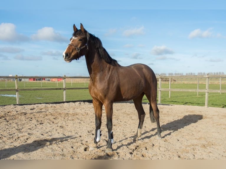 KWPN Giumenta 3 Anni 160 cm Baio in Weteringbrug