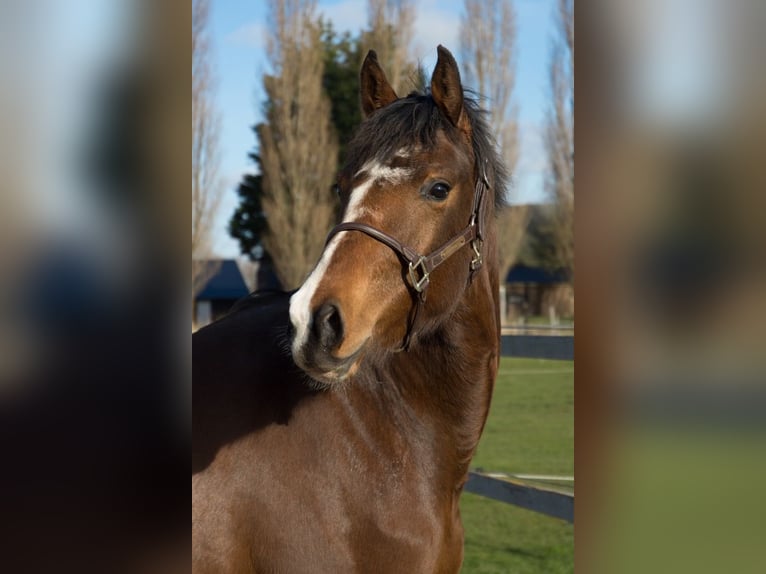 KWPN Giumenta 3 Anni 160 cm Baio in Weteringbrug
