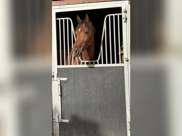 KWPN Giumenta 3 Anni 160 cm Baio in Unterneukirchen