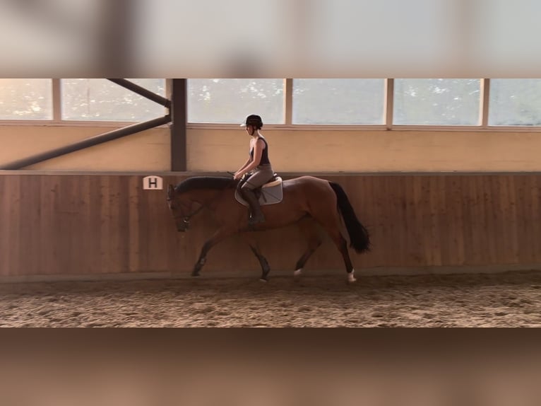 KWPN Giumenta 3 Anni 160 cm Baio in Essen