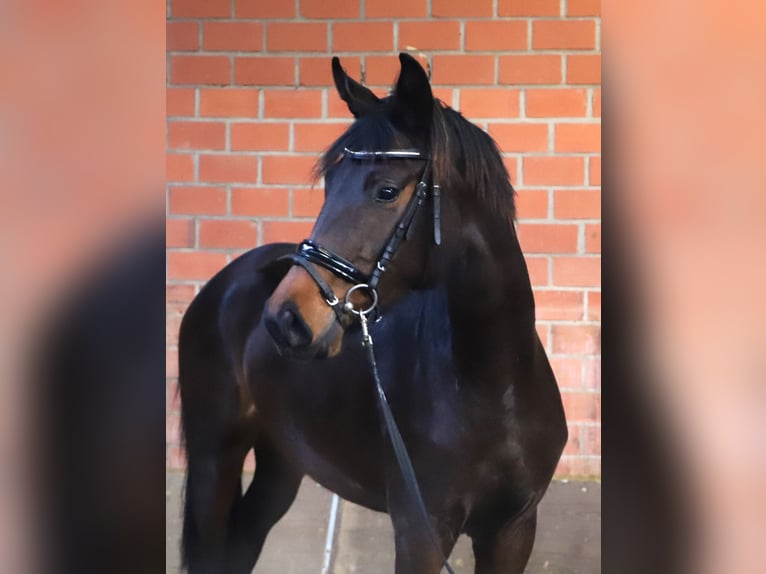 KWPN Giumenta 3 Anni 160 cm Baio scuro in uelsen