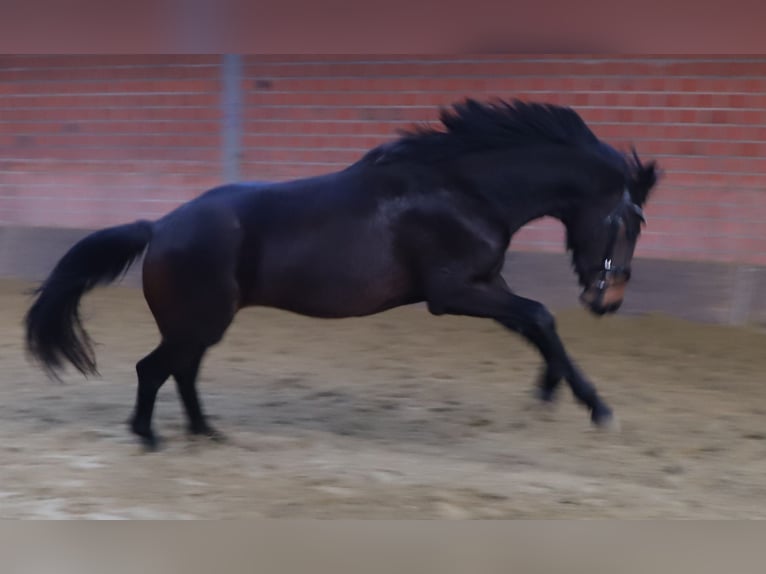 KWPN Giumenta 3 Anni 160 cm Baio scuro in uelsen