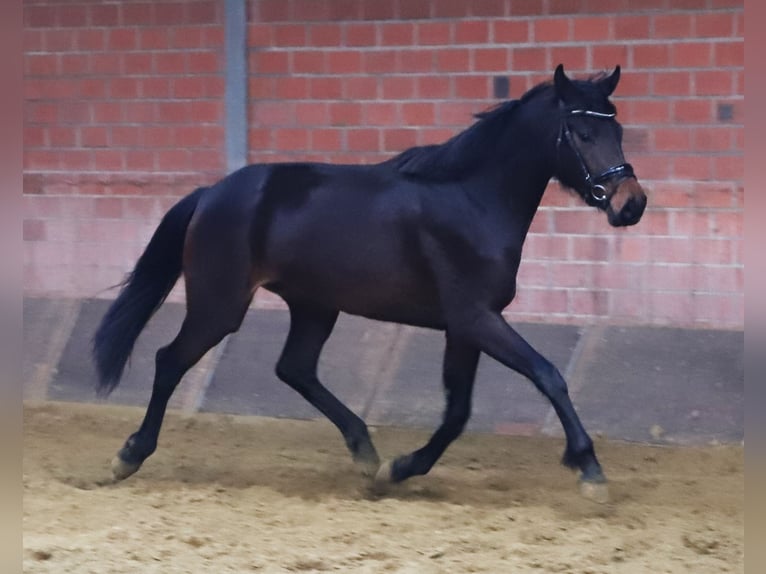 KWPN Giumenta 3 Anni 160 cm Baio scuro in uelsen