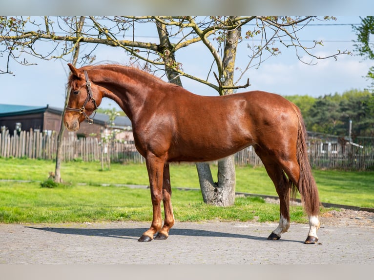 KWPN Giumenta 3 Anni 160 cm  in GROTE-BROGEL