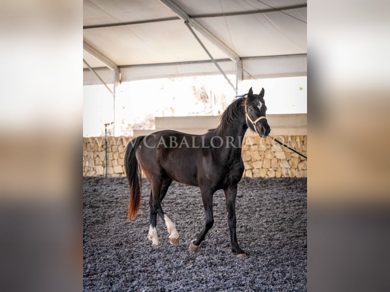 KWPN Giumenta 3 Anni 160 cm Morello in Valencia