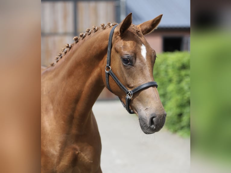 KWPN Giumenta 3 Anni 160 cm Sauro in Zieuwent