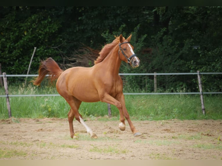 KWPN Giumenta 3 Anni 160 cm Sauro in Overasselt