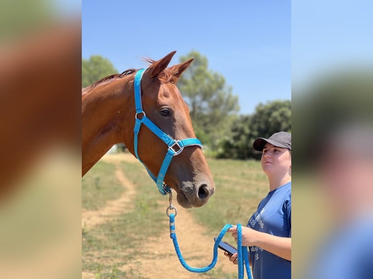 KWPN Giumenta 3 Anni 160 cm Sauro ciliegia in Orriols