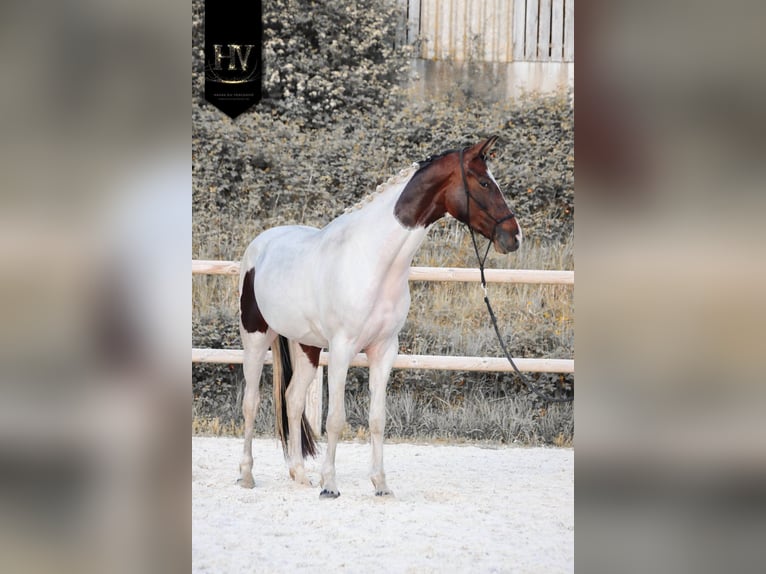 KWPN Giumenta 3 Anni 160 cm Tobiano-tutti i colori in Grury