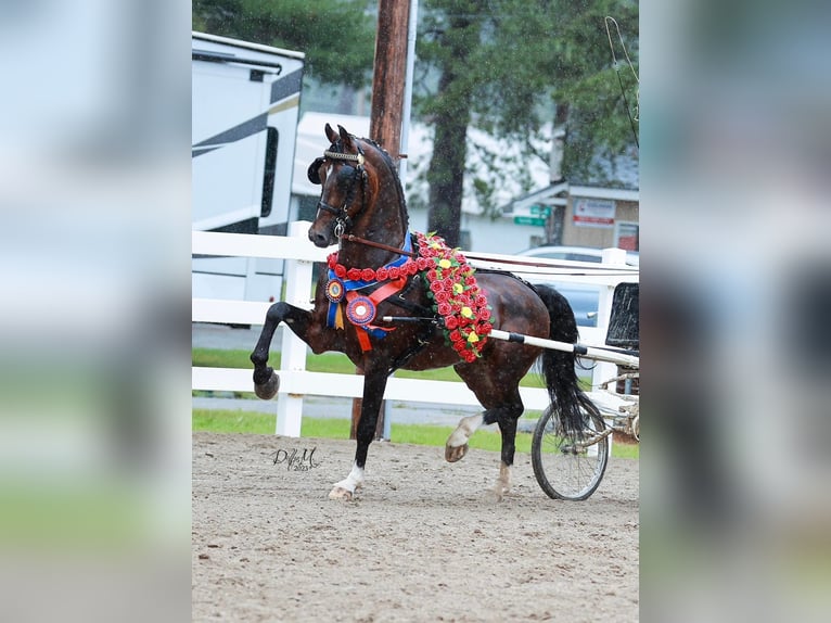 KWPN Giumenta 3 Anni 161 cm Baio ciliegia in Żyraków