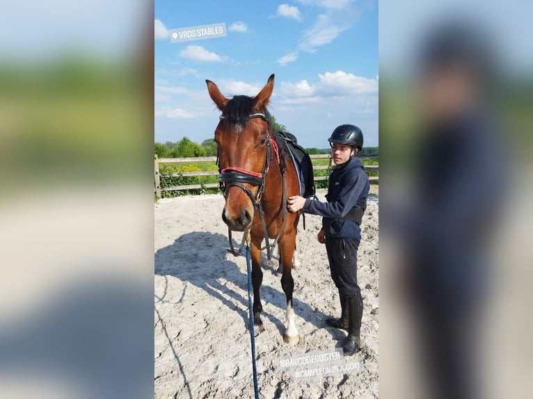 KWPN Giumenta 3 Anni 161 cm Baio scuro in Lierde