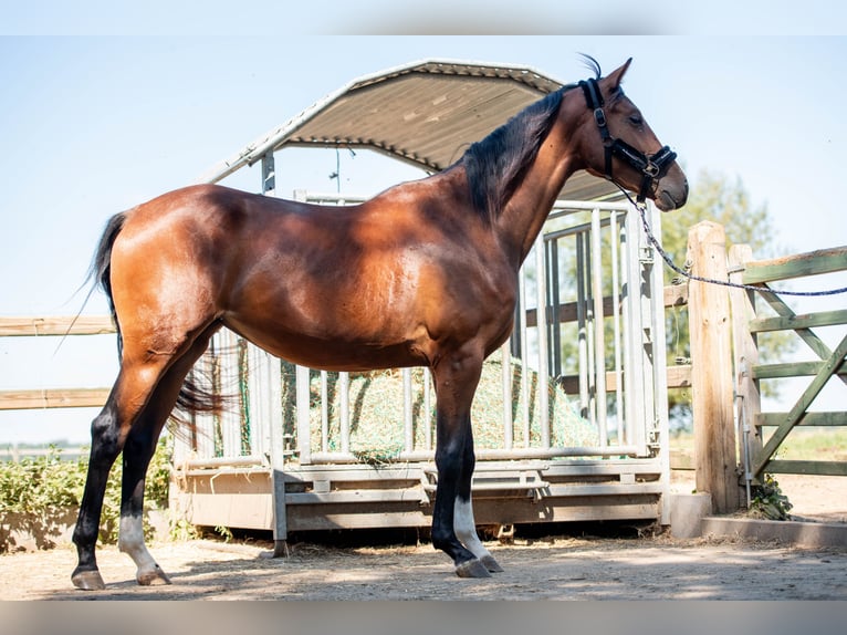 KWPN Giumenta 3 Anni 161 cm Baio scuro in Lierde