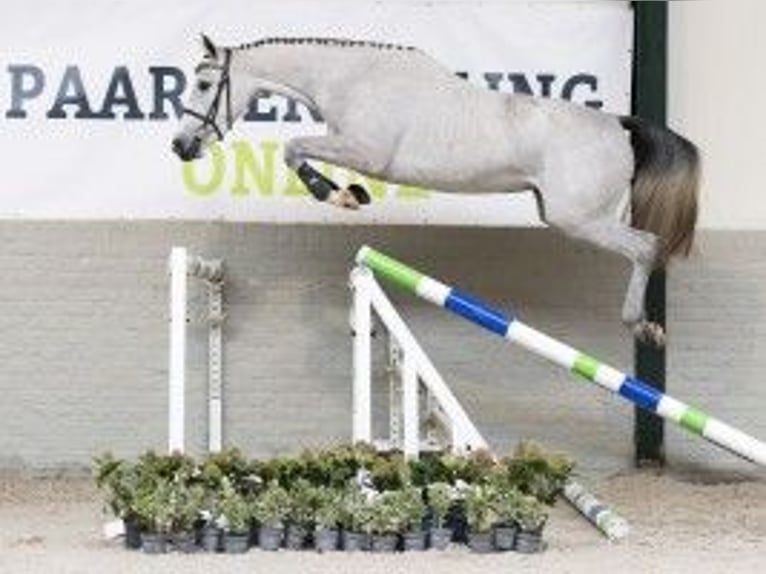 KWPN Giumenta 3 Anni 161 cm Bianco in Heerde