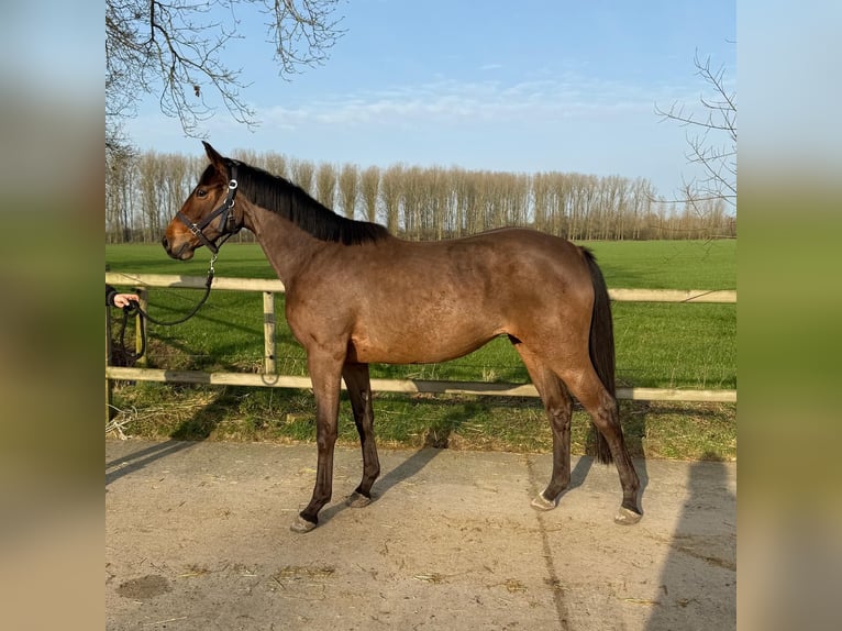 KWPN Giumenta 3 Anni 161 cm  in GROTE-BROGEL