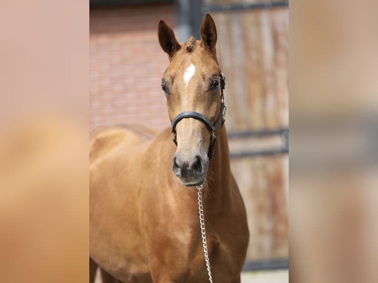 KWPN Giumenta 3 Anni 161 cm Sauro in Zieuwent