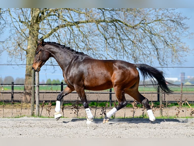 KWPN Giumenta 3 Anni 162 cm Baio ciliegia in Oud Gastel