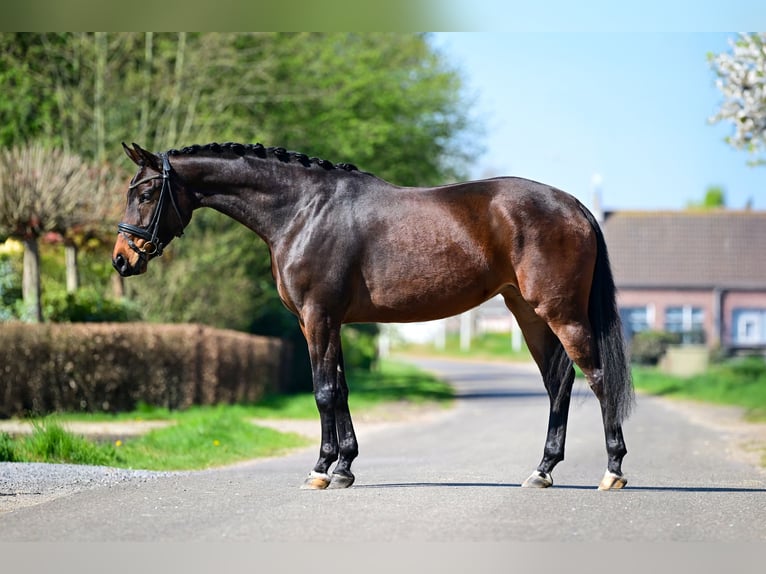 KWPN Giumenta 3 Anni 162 cm Baio ciliegia in Oud Gastel